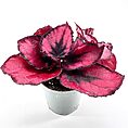 Vibrant burgundy houseplant with large leaves in a minimalist gray pot, perfect for indoor decor.