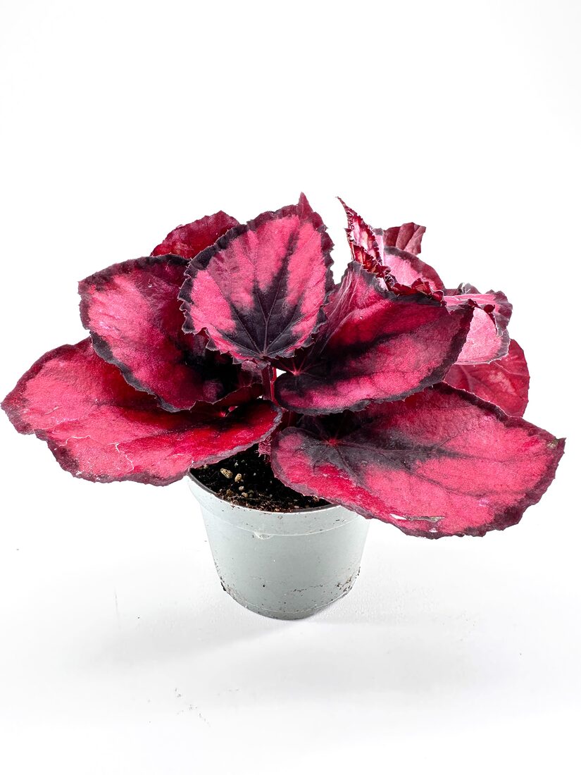 Vibrant burgundy houseplant with large leaves in a minimalist gray pot, perfect for indoor decor.