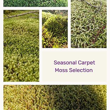 Fresh Live Sheet Carpet Moss Carpet Mosses carpet moss