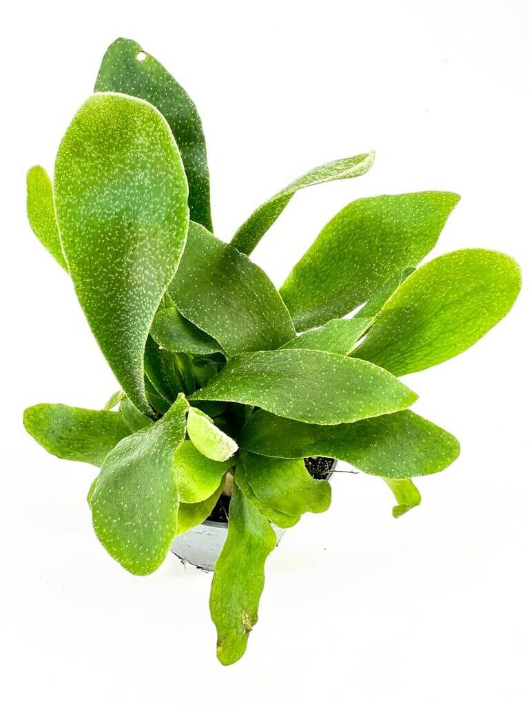 Lush green plant with broad leaves in a pot against a white background, showcasing natural beauty.