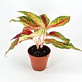 Colourful houseplant in terracotta pot with green, pink, and white leaves on white background.