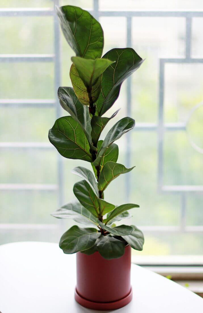 Fiddle-leaf fig Plant on a Pot, large plant needs repotting, plant care