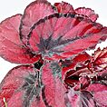 Vibrant red begonia leaves with rich textures and unique patterns, showcasing natural beauty.