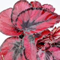 Vibrant red begonia leaves with rich textures and unique patterns, showcasing natural beauty.