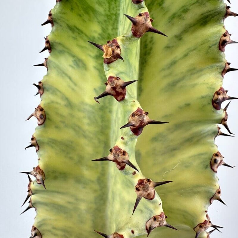 Euphorbia Ingens Variegata Cactus Close-up of a cactus with vibrant green stem and sharp spines, showcasing desert plant beauty.