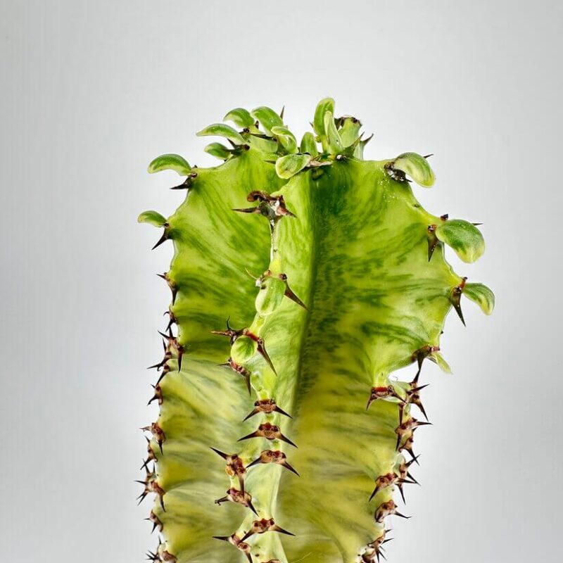 Euphorbia Ingens Variegata Cactus Variegated cactus with sharp spines and green leaves against a grey background.