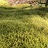 Springy Turf Moss