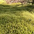 Springy Turf Moss