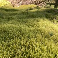 Springy Turf Moss