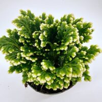 Lush green fern with cream-tipped leaves in a dark pot, perfect for indoor decor.