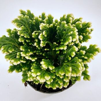 Lush green fern with cream-tipped leaves in a dark pot, perfect for indoor decor.
