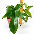 Tropical plant with glossy lobed leaves in pot, accompanied by a ruler for scale.