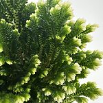 Selaginella Jori Martensii Compact Wire Fern Spike Moss