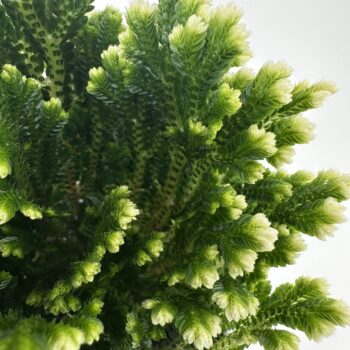 Vibrant green plant with intricate leaves and textures against a white background.