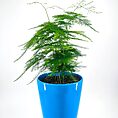 Vibrant potted plant with delicate green leaves in a stylish blue pot, enhancing indoor decor.