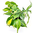 Hanging philodendron plant with heart-shaped variegated leaves in a minimalist black planter.