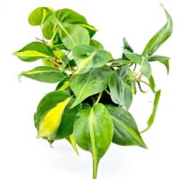 Hanging philodendron plant with heart-shaped variegated leaves in a minimalist black planter.