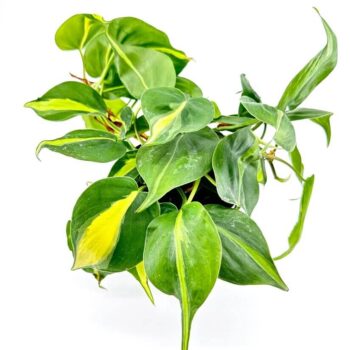 Hanging philodendron plant with heart-shaped variegated leaves in a minimalist black planter.