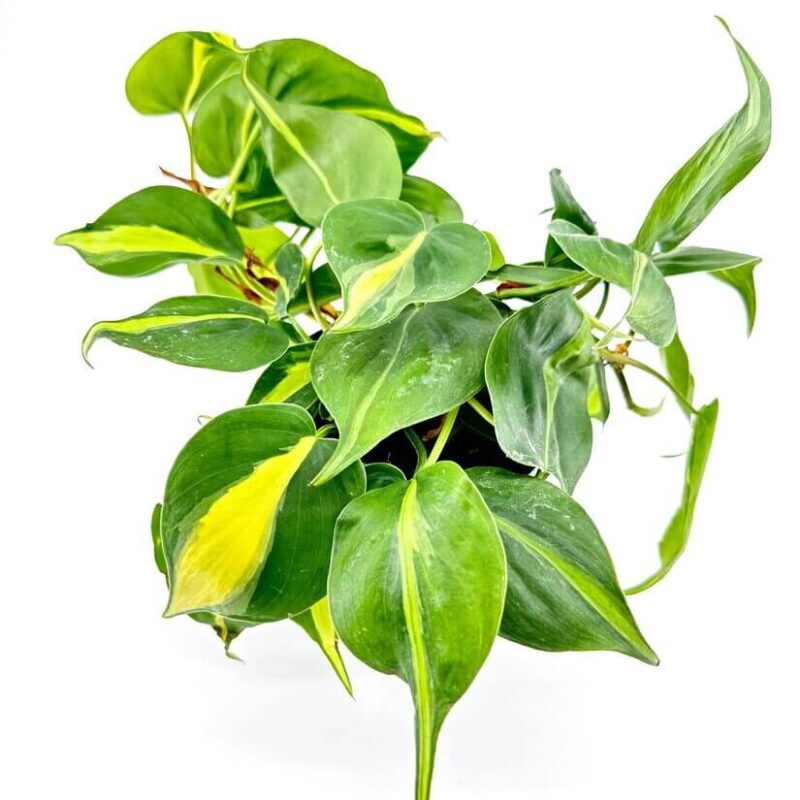 Philodendron Hederaceum Brasil Pothos Hanging philodendron plant with heart-shaped variegated leaves in a minimalist black planter.
