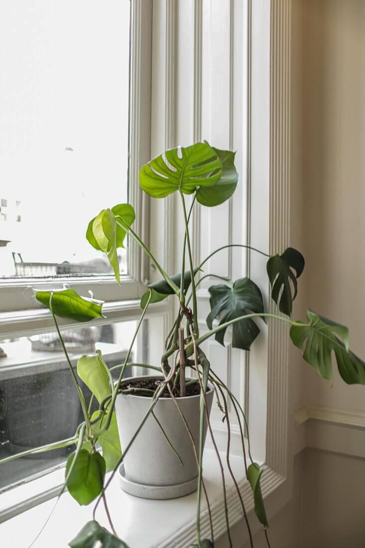 overgrowth monstera deliciosa, needs repotting, too big plant