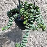 Crassula Marnieriana Hottentot Jade Necklace 12cm pot