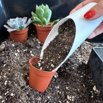 Soil Scoop Mini Shovel Potting Tool