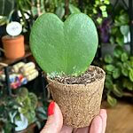 Hoya Kerrii Heart Plant 6cm pot