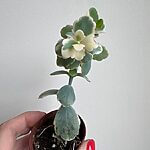 Kalanchoe Fedtschenkoi Variegata Lavender Scallops 5cm pot