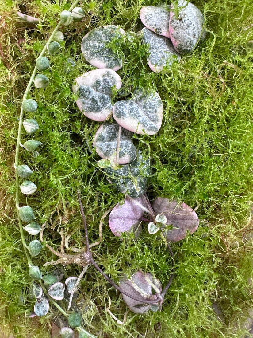 Sphagnum moss propagation: variegated string of hearts and variegated string of pearls cuttings. 