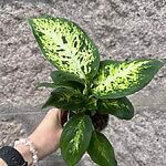 Dieffenbachia Compacta Dumb Cane 8.5cm pot