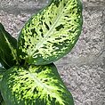 img_3102