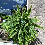Boston Fern Nephrolepis Exaltata Sonata 19cm pot