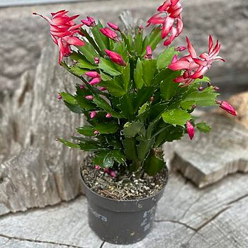 Schlumbergera Truncata Thanksgiving Cactus Houseplants cactus 2