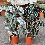 Cissus Discolor Violet Vine Begonia