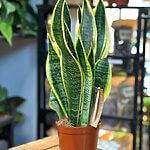 Sansevieria Snake Plant 12cm pot