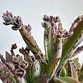 img_3426