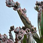 Kalanchoe Delagoensis Mother Of Millions 5cm pot