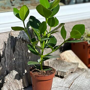 Clusia Rosea Princess Plant Houseplants ficus 2