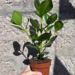 Clusia Rosea Princess Plant