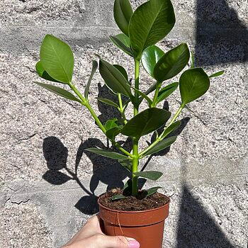 Clusia Rosea Princess Plant Houseplants ficus