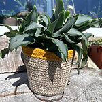 Natural Jute String Basket Planter Yellow Stripe