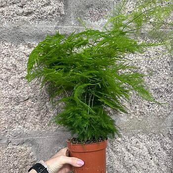 Asparagus Setaceus Plumosus Fern Hanging & Trailing air purifier 2