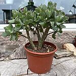 Crassula Arborescens Tree Bonsai 19cm pot