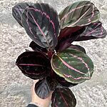 Calathea Roseopicta Dottie Rosie Painted Prayer Plant