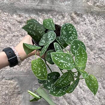 Scindapsus Argyraeus Pictus Satin Pothos 12cm pot Hanging & Trailing air purifying