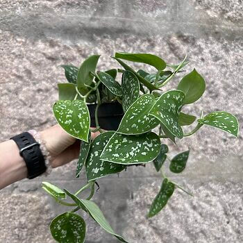 Scindapsus Argyraeus Pictus Satin Pothos 12cm pot Hanging & Trailing air purifying 2