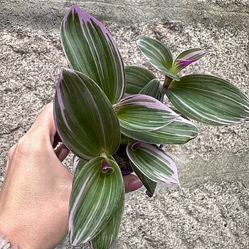 Tradescantia Albiflora Nanouk Houseplants easy care 2