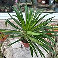 img_3747