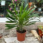 Pachypodium Lamerei Madagascar Palm 19cm pot