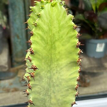 Euphorbia Ingens Variegata Cactus 17cm pot Extra Tall Houseplants 17cm pot 2